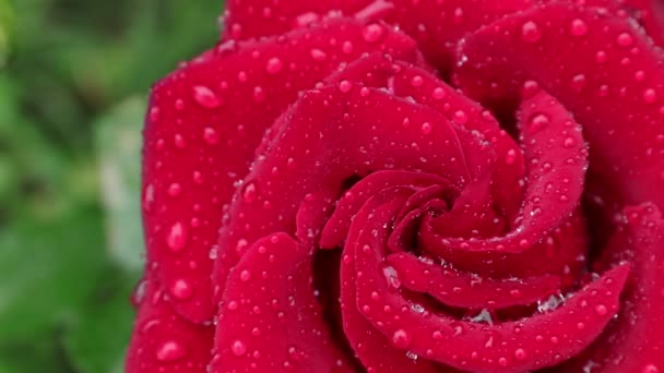 Tea Hybrid Rose Dew Drops Petals Bright Red Rose Summer — Stock Video