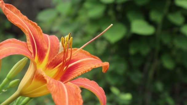 Lilie Pomarańczowe Jednym Najpiękniejszych Kwietne Łóżka Lilie Przedstawicielami Królestwa Kwiatów — Wideo stockowe
