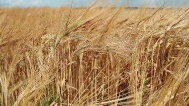 Buğday tarlası. Olgunlaşan buğday ile tarla. Ukrayna'nın tarımsal sanayi manzara. Buğday otu. Buğday tarlasının bir görünümü ile aşağıdan yukarıya kamera gönderme. Tarlada yaz günü.