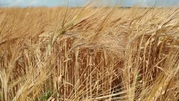 成熟小麦的田地 乌克兰的农业工业景观 将相机自下而上张贴 查看麦田 夏天在外地 — 图库视频影像