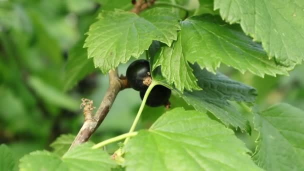 浆果醋栗 在乌克兰的花园中 醋栗的主要灌木文化之一已经成熟 在乌克兰的农业工业中 这种用于食物和饮料的浆果奇迹将会增长 — 图库视频影像