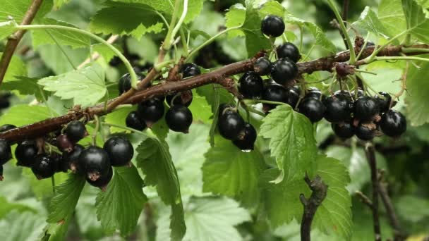 Grosella Bayas Los Jardines Ucrania Una Las Principales Culturas Arbustivas — Vídeos de Stock