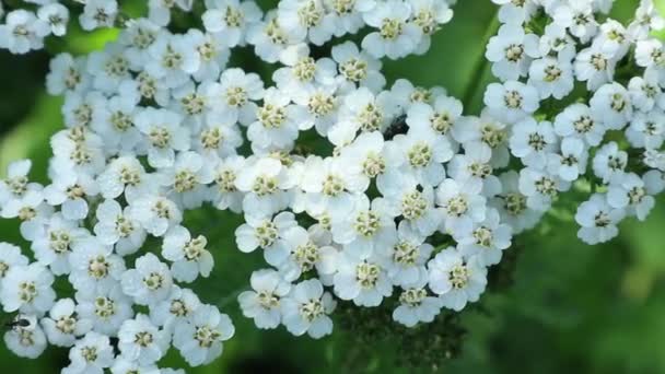 Kır Çiçekleri Çiçeklerin Beyaz Yaprakları Üzerinde Güneş Işınları Sahada Güneşli — Stok video