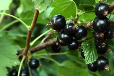  Siyah frenk üzümü.
