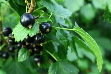  Siyah frenk üzümü.