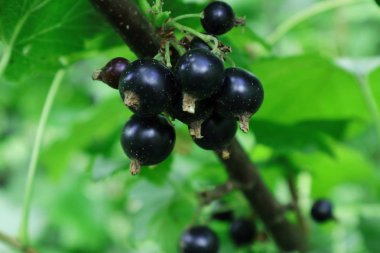  Siyah frenk üzümü.
