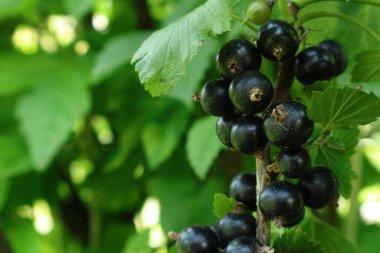  Siyah frenk üzümü.