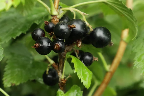 Grosella negra . — Foto de Stock