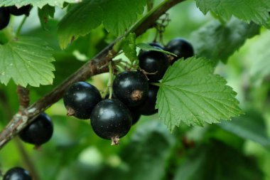  Siyah frenk üzümü.