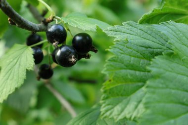  Siyah frenk üzümü.