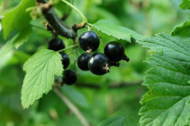  Siyah frenk üzümü.
