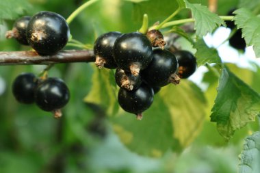 Siyah frenk üzümü baharatlı meyveleri. Doğal içecekler için Çilek Ukrayna bahçelerinde olgunlaştırmak. Ukrayna'da Bush kültürleri. Ukrayna bahçelerinde Yaz çilek açısından zengindir. Ukrayna tarım endüstrisinde siyah kuş üzümü. Telefon için çilek ile arka plan