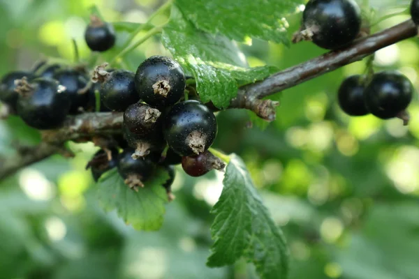 Bagas Picantes Groselha Preta Bagas Bebidas Naturais Amadurecem Nos Jardins — Fotografia de Stock