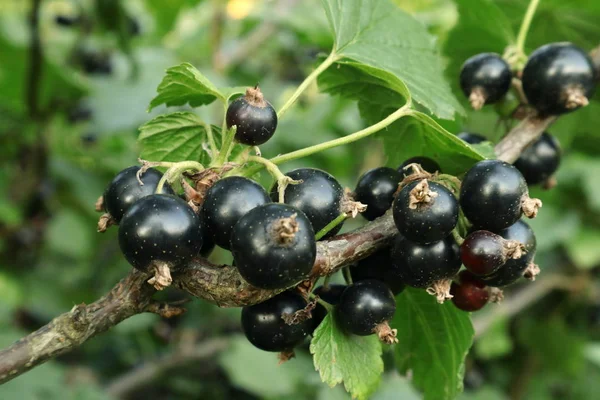 Grosella negra . — Foto de Stock