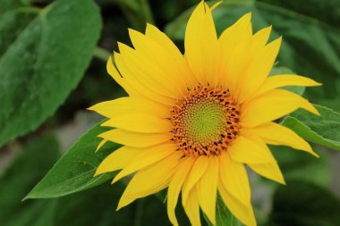 Orta yaz aylarında Ukrayna alanında s parlak sarı wlowers çiçek ayçiçeği. Ayçiçeği yağı Ukrayna 'nın ana Tarımsal bitkileri biridir. Telefon ve tablet için çiçekler ile arka plan. Çiçekler Aster aileden.