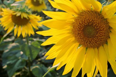 Orta yaz aylarında Ukrayna alanında s parlak sarı wlowers çiçek ayçiçeği. Ayçiçeği yağı Ukrayna 'nın ana Tarımsal bitkileri biridir. Telefon ve tablet için çiçekler ile arka plan. Çiçekler Aster aileden.