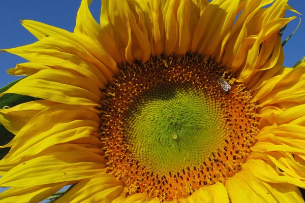 Campo Ucrânia Meados Verão Flores Flores Amarelas Brilhantes Girassol Óleo — Fotografia de Stock