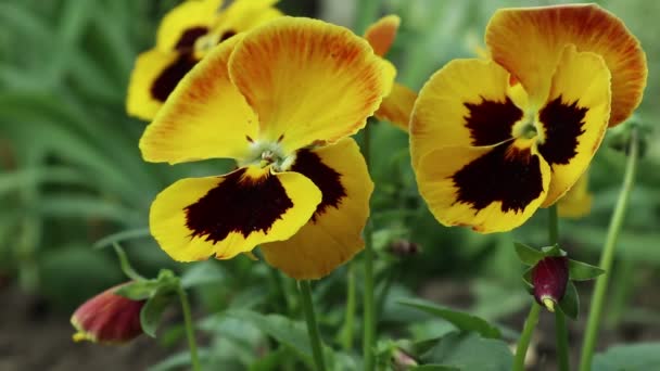 Fioletowy Tricolor Ogród Bratki Małe Wielobarwne Kwiaty Dekoracji Domów Przyległych — Wideo stockowe