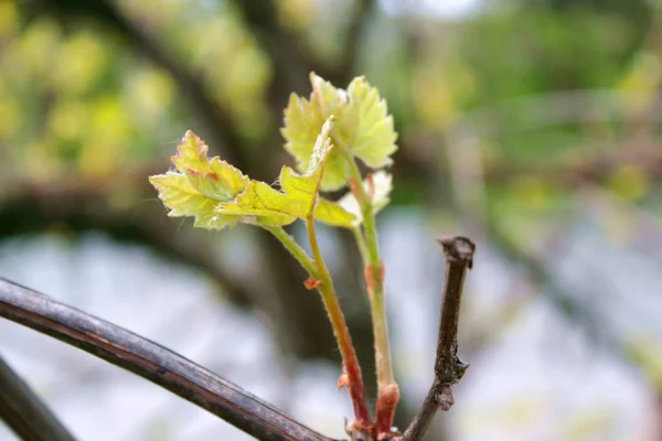 Jonge druiven. — Stockfoto