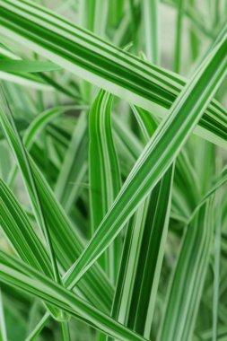 Bitkilerin farklı türde yaprakların şekli ve dokusu. Ukrayna'nın parlak yeşil doğası yeşil yaprakları ile ifade edilir. Güneşte sabah çiy. Çiy telefon ve tablet arka plan için yaprak üzerine düşer. ortasından yaprakların görünümü.