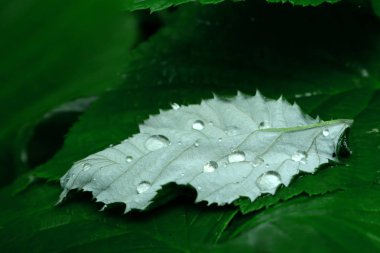 Bitkilerin farklı türde yaprakların şekli ve dokusu. Ukrayna'nın parlak yeşil doğası yeşil yaprakları ile ifade edilir. Güneşte sabah çiy. Çiy telefon ve tablet arka plan için yaprak üzerine düşer. ortasından yaprakların görünümü.