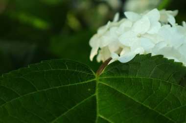 Bitkilerin farklı türde yaprakların şekli ve dokusu. Ukrayna'nın parlak yeşil doğası yeşil yaprakları ile ifade edilir. Güneşte sabah çiy. Çiy telefon ve tablet arka plan için yaprak üzerine düşer. ortasından yaprakların görünümü.