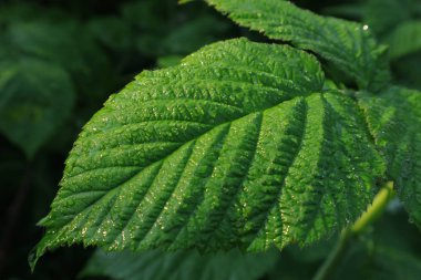 Bitkilerin farklı türde yaprakların şekli ve dokusu. Ukrayna'nın parlak yeşil doğası yeşil yaprakları ile ifade edilir. Güneşte sabah çiy. Çiy telefon ve tablet arka plan için yaprak üzerine düşer. ortasından yaprakların görünümü.