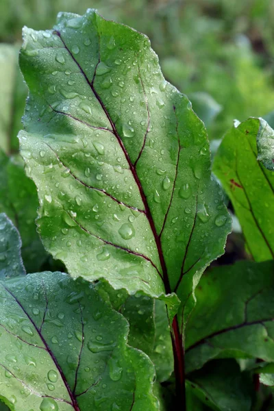 Forme Texture Des Feuilles Différents Types Plantes Nature Vert Vif — Photo