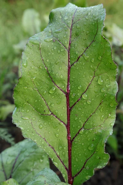 Forme Texture Des Feuilles Différents Types Plantes Nature Vert Vif — Photo
