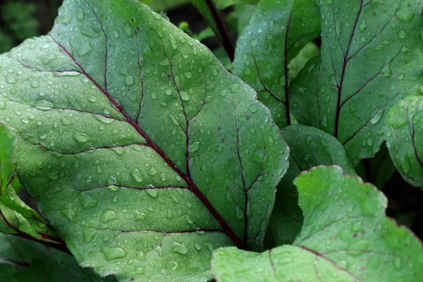 Forma Textura Las Hojas Diferentes Tipos Plantas Naturaleza Verde Brillante — Foto de Stock