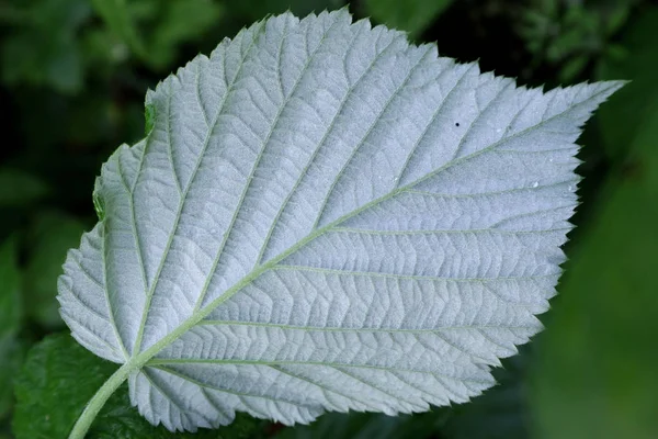 The shape and texture of leaves of different types of plants. The bright green nature of Ukraine is expressed in green leaves.  Morning dew in the sun. Dew drops on leaf for background on phone and tablet. the appearance of leaves from the middle.