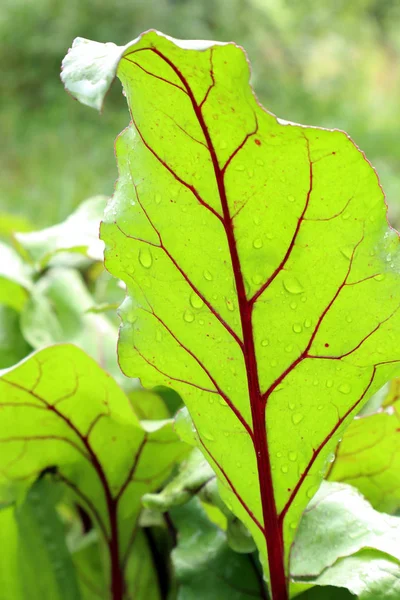 Shape Texture Leaves Different Types Plants Bright Green Nature Ukraine — Stock Photo, Image
