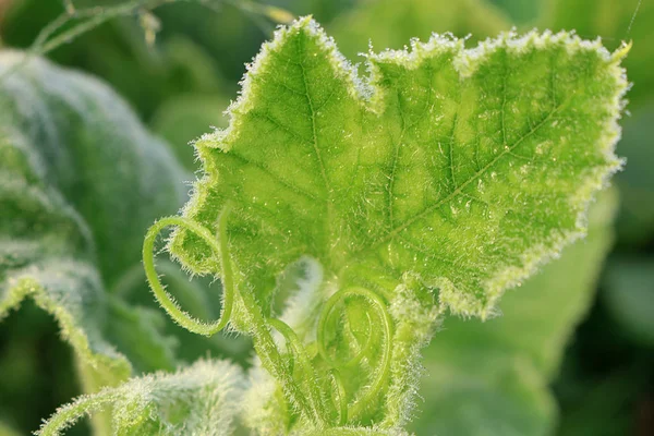 Form Und Beschaffenheit Der Blätter Verschiedener Pflanzenarten Die Leuchtend Grüne — Stockfoto