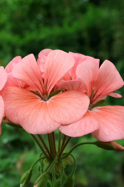 Blommor Från Geranium Familjen Konungariket Blommor Ukraina Pelargoner För Att — Stockfoto