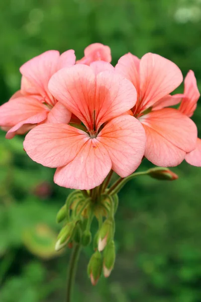 Blommor Från Geranium Familjen Konungariket Blommor Ukraina Pelargoner För Att — Stockfoto