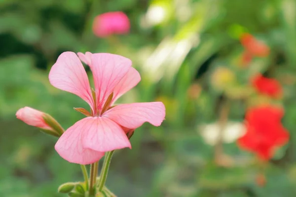 Blommor Från Geranium Familjen Konungariket Blommor Ukraina Pelargoner För Att — Stockfoto