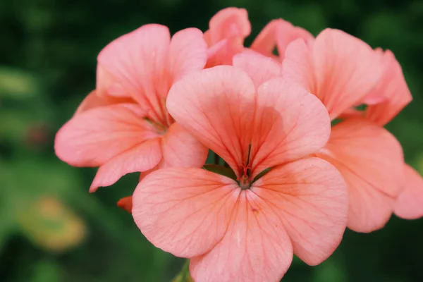 Flores Familia Geranium Reino Las Flores Ucrania Geranios Para Decoración — Foto de Stock