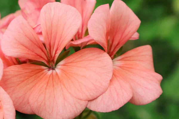 Flores Familia Geranium Reino Las Flores Ucrania Geranios Para Decoración — Foto de Stock