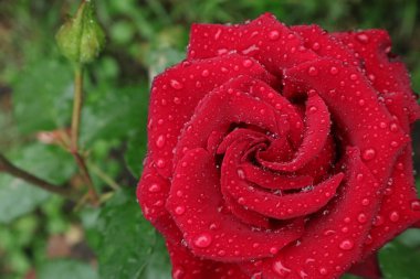 Çiy damlalarında kırmızı güller yaprakların üzerine. Hediye çay hibrid güller. Kompozisyonlar ve buketler için güller. Ukrayna'da çiçekler krallığı. Telefonlar ve tabletler için kırmızı güller ile arka plan. Nisan ayında güneşli yaz sabahı.  