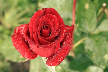 Çiy damlalarında kırmızı güller yaprakların üzerine. Hediye çay hibrid güller. Kompozisyonlar ve buketler için güller. Ukrayna'da çiçekler krallığı. Telefonlar ve tabletler için kırmızı güller ile arka plan. Nisan ayında güneşli yaz sabahı.  