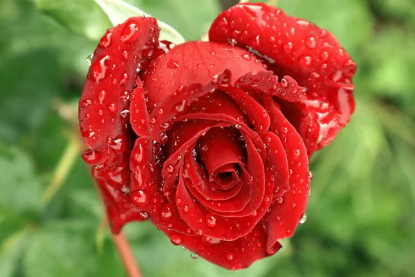 Red Roses Dew Drops Petals Gift Tea Hybrid Roses Roses — Stock Photo, Image