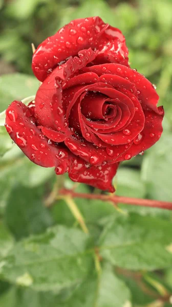 Красные Розы Капли Росы Лепестках Гибридные Розы Подарочного Чая Розы — стоковое фото