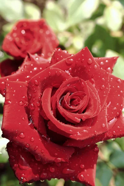 Red Roses Dew Drops Petals Gift Tea Hybrid Roses Roses — Stock Photo, Image
