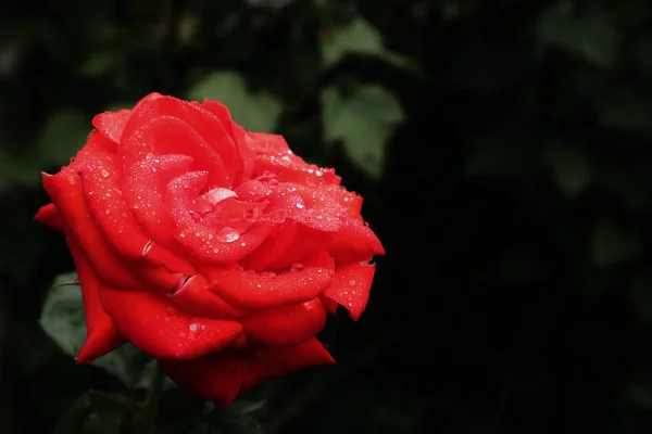 Rote Rosen Tautropfen Auf Blütenblättern Geschenk Tee Hybridrosen Rosen Für — Stockfoto