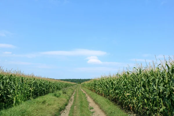 Field road.  Corn is ripe on both edges of the field road. Blue sky, road and corn on a sunny summer day.  Background for text corn. Road in the field.