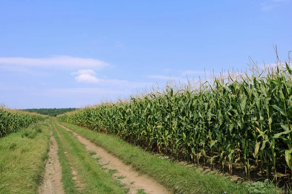 Field road.  Corn is ripe on both edges of the field road. Blue sky, road and corn on a sunny summer day.  Background for text corn. Road in the field.