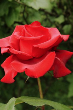 Çay melez gülleri. Gül buketi. Ev ve ofis dekorasyonu için çiçekler. Tabletler ve telefonlar için güller ile arka plan. Ukrayna çiçek diyarında. 