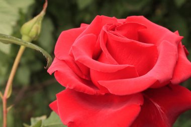 Çay melez gülleri. Gül buketi. Ev ve ofis dekorasyonu için çiçekler. Tabletler ve telefonlar için güller ile arka plan. Ukrayna çiçek diyarında. 