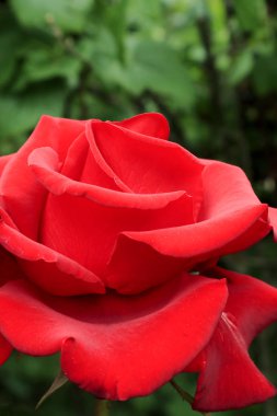 Çay melez gülleri. Gül buketi. Ev ve ofis dekorasyonu için çiçekler. Tabletler ve telefonlar için güller ile arka plan. Ukrayna çiçek diyarında. 