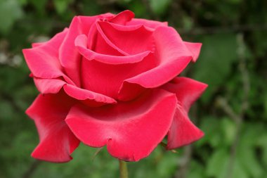 Çay melez gülleri. Gül buketi. Ev ve ofis dekorasyonu için çiçekler. Tabletler ve telefonlar için güller ile arka plan. Ukrayna çiçek diyarında. 